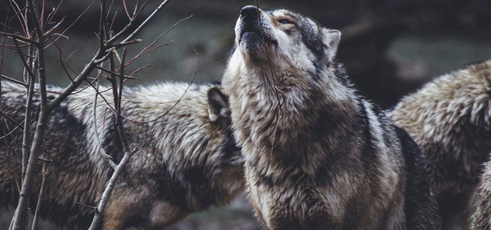 Heulen Wölfe
