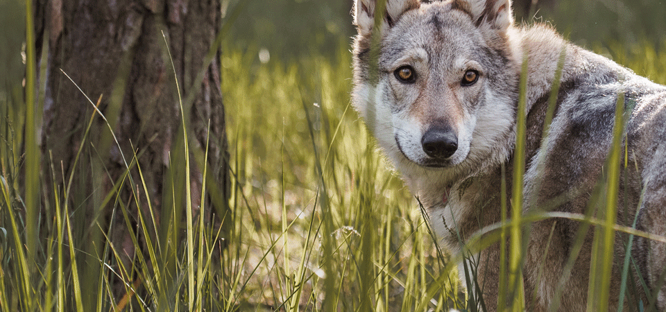 Yamnuska Wolfdog Sanctuary