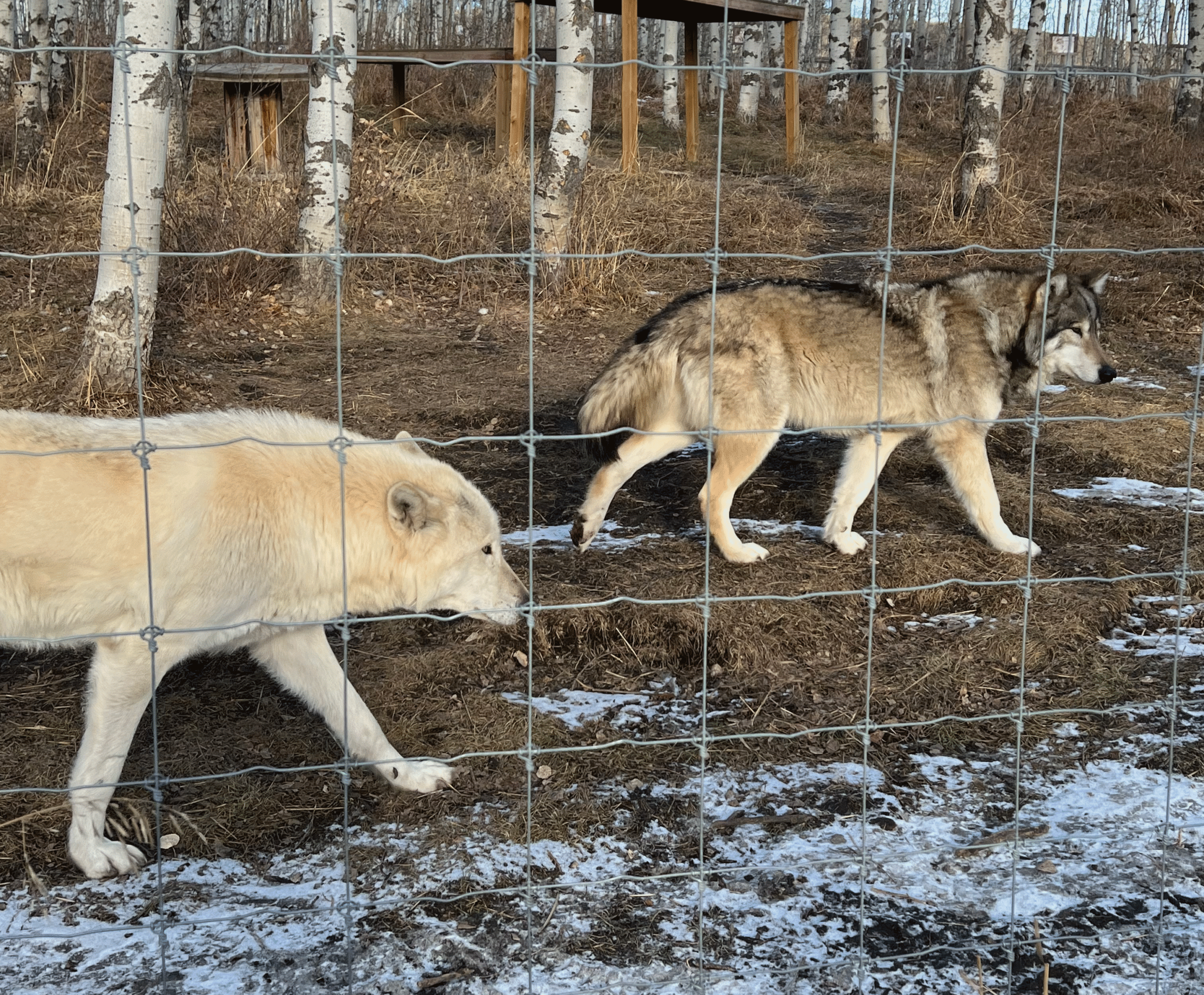 Yamnuska Wolfdog Sanctuary