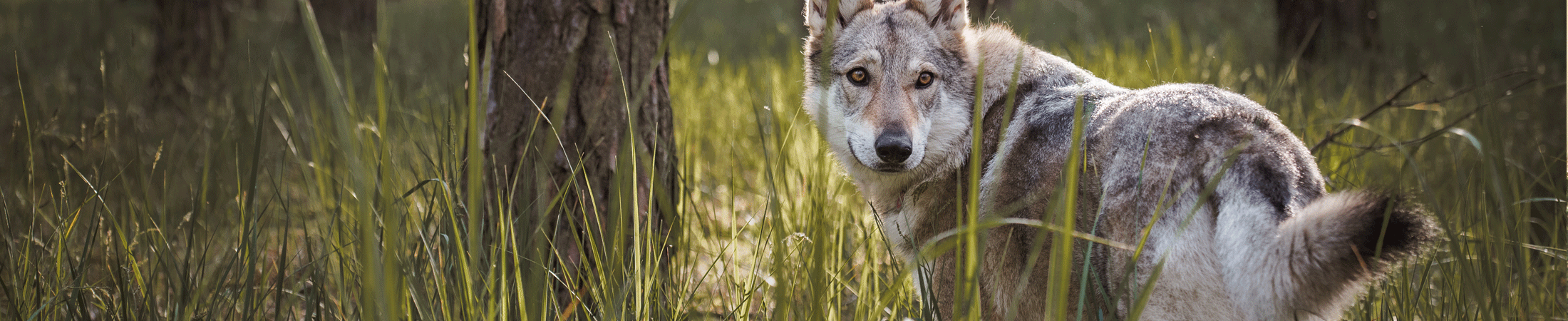 Yamnuska Wolfdog Sanctuary