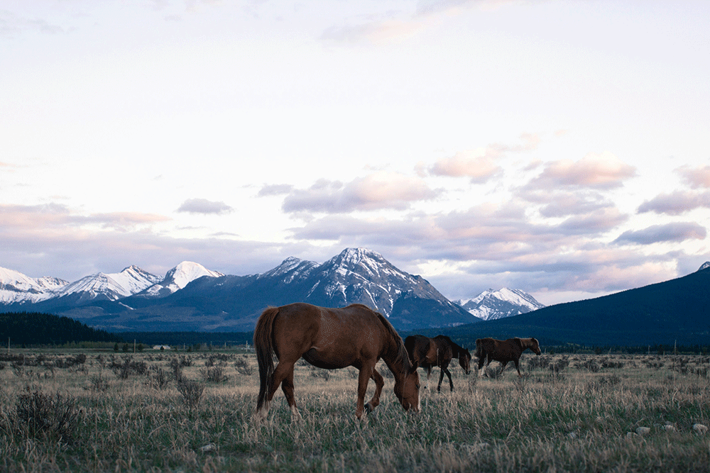 Sleeping Lake Ranch - Romane aus Kanada