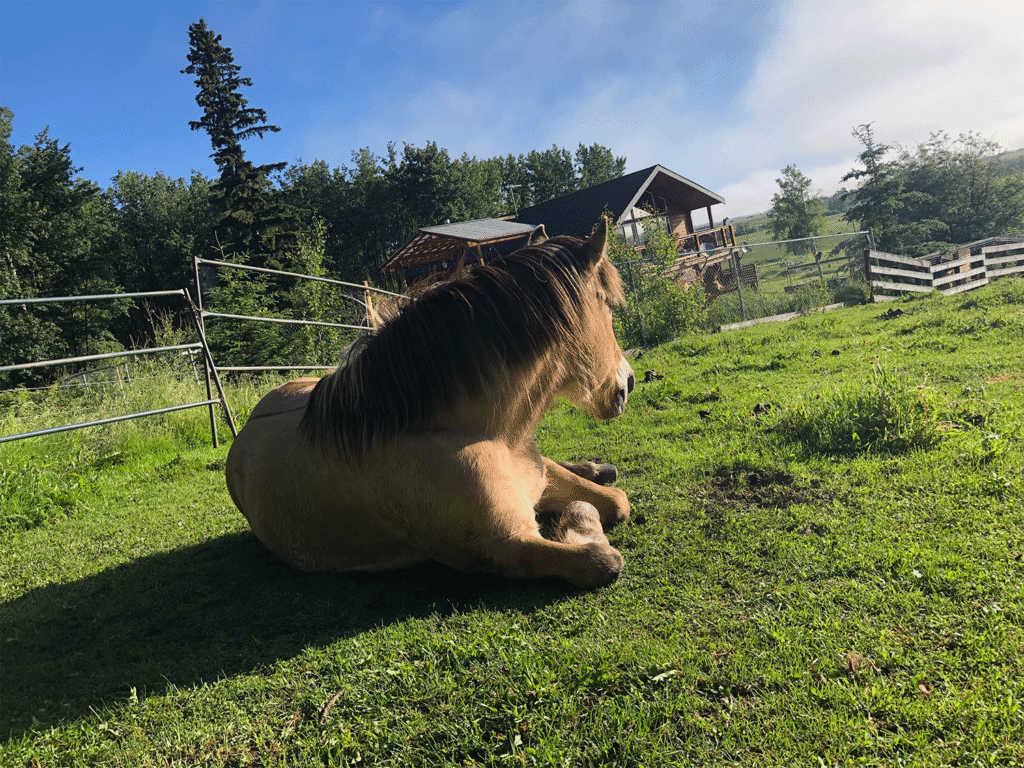 Tiere in Romanen