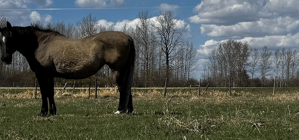Tiere in Romanen