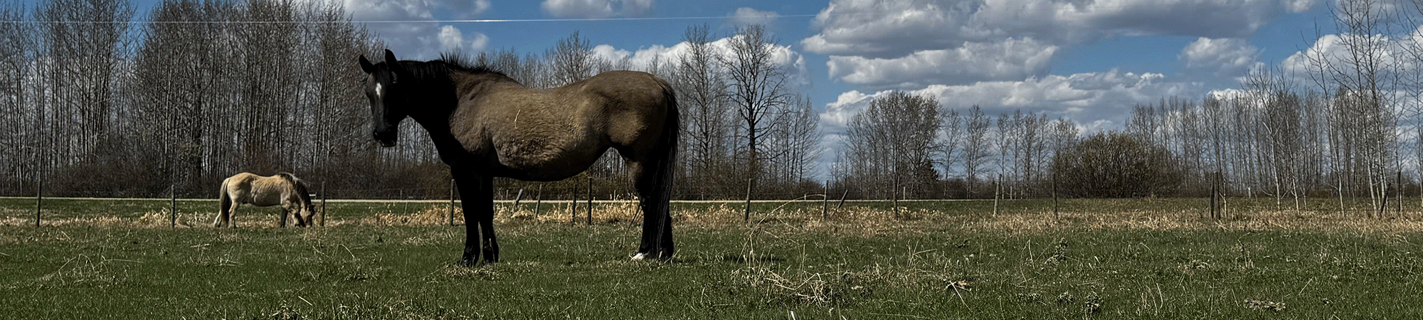 Warum Tiere in Romanen oft mehr sagen als Dialoge
